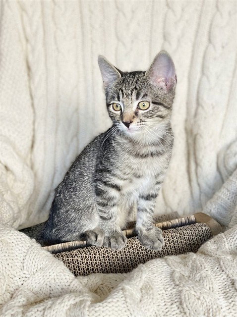 Mila, Domestic Short Hair (medium coat)