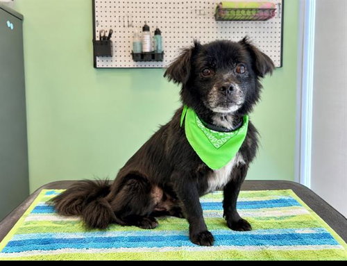 Sam, Pekingese (medium coat)