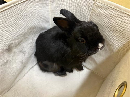 Captain Bubb, Shorthaired Rabbit (medium coat)