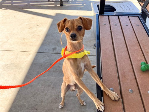 Dyno, Chihuahua / Beagle / Mixed (medium coat)