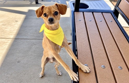 DYNO, a dog for adoption from Orange County Animal Care Center
