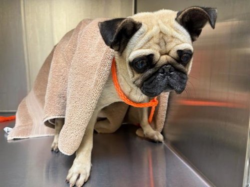 Maple, Pug (medium coat)