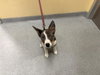 SABRINA — Orange, CA Adoption