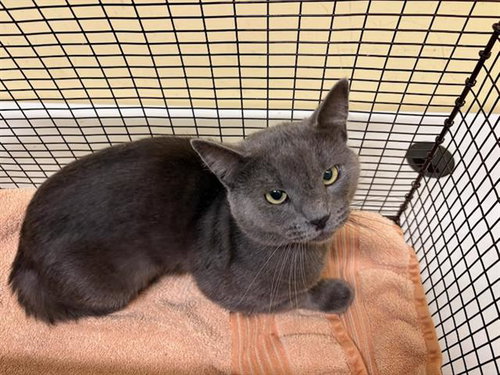 Fangtastic, Domestic Short Hair (medium coat)