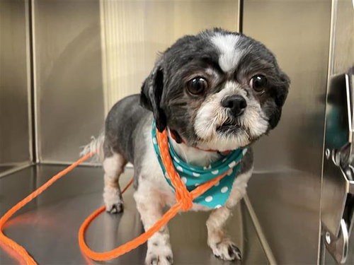 Hermione, Shih Tzu (medium coat)