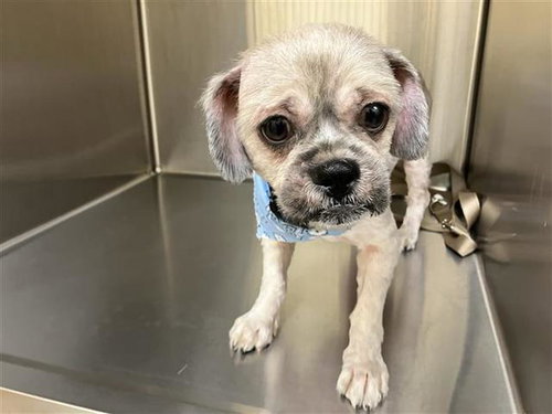 Harry, Shih Tzu (medium coat)
