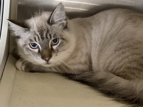 King Boo, Himalayan (medium coat)