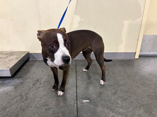 Bones, Pit Bull Terrier (medium coat)