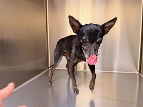 Batman, Chihuahua (medium coat)