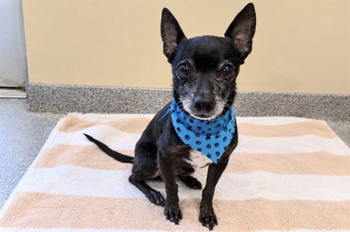 BATMAN, a dog for adoption from Orange County Animal Care Center