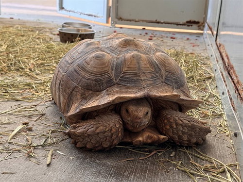 Goblin King, Tortoise (medium coat)
