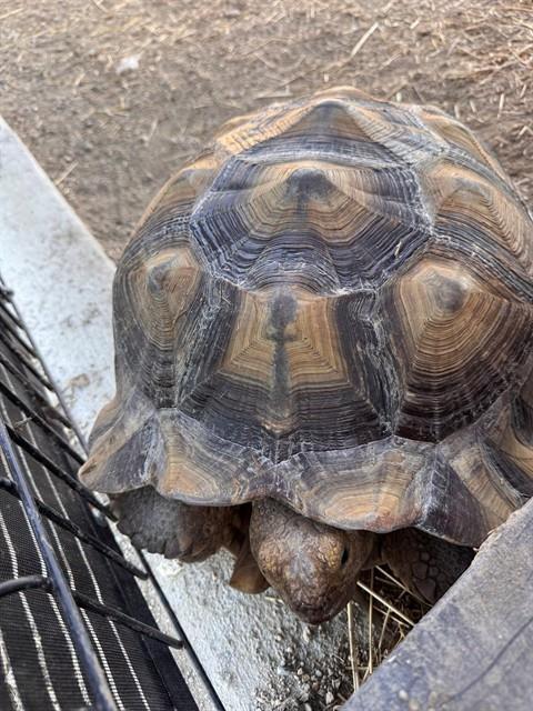 Harvest King, Tortoise (medium coat)
