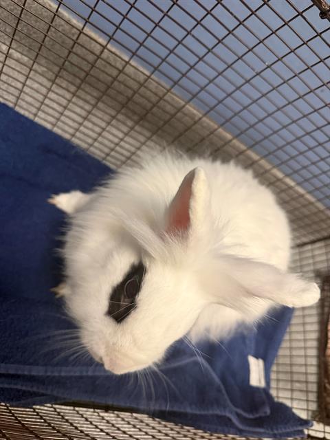 Mezuki, Longhaired Rabbit (medium coat)