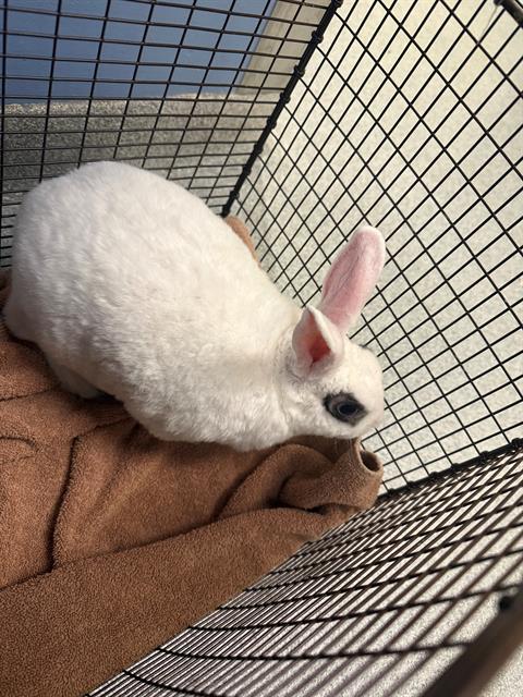Biggiecheese, Shorthaired Rabbit (medium coat)