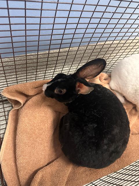 Bugs, Shorthaired Rabbit (medium coat)