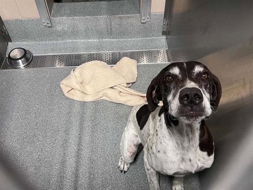 OREO, a dog for adoption from Orange County Animal Care Center