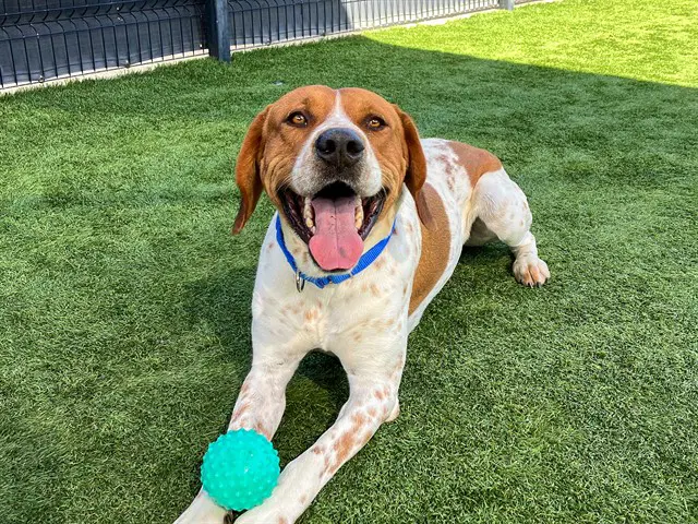 Ballistic - English Pointer