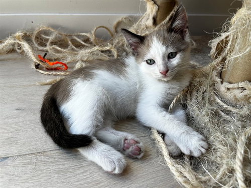 SAMMY, a cat for adoption from Orange County Animal Care Center