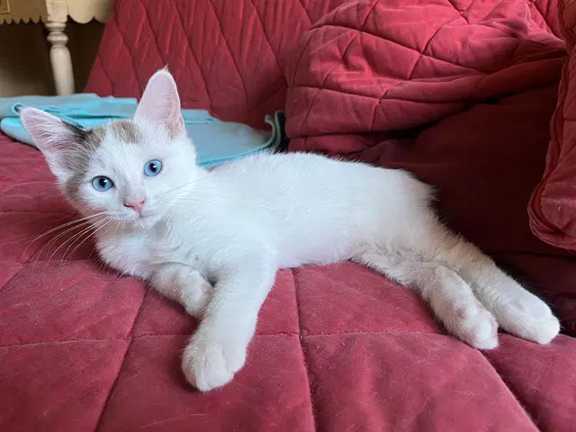 Ollie image 1