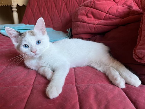 OLLIE, a cat for adoption from Orange County Animal Care Center