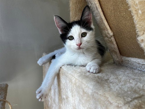 A1975985, a cat for adoption from Orange County Animal Care Center