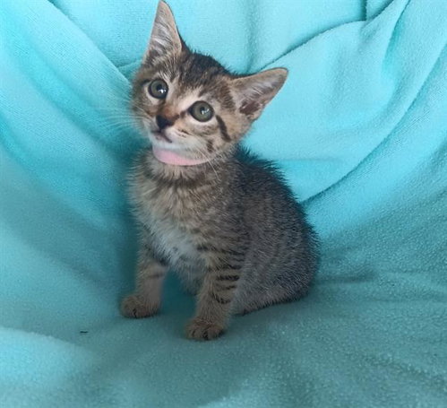 AMBER, a cat for adoption from Orange County Animal Care Center
