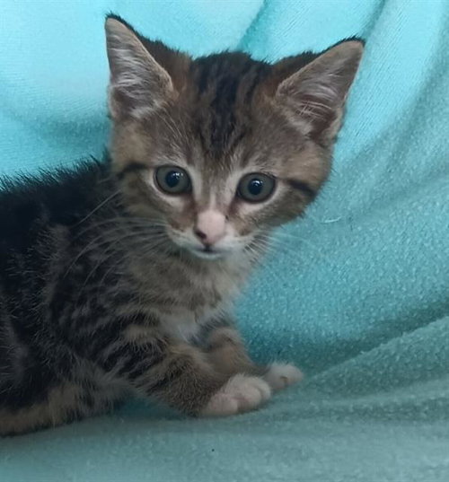 BERYL, a cat for adoption from Orange County Animal Care Center