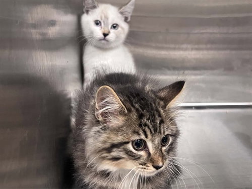 MAPLE, a cat for adoption from Orange County Animal Care Center