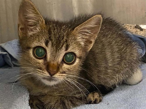 LORD VADER, a cat for adoption from Orange County Animal Care Center
