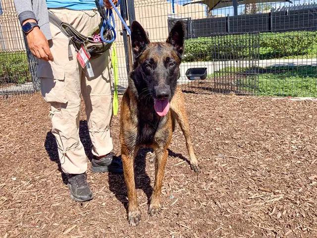 Dillinger - Belgian Shepherd Malinois