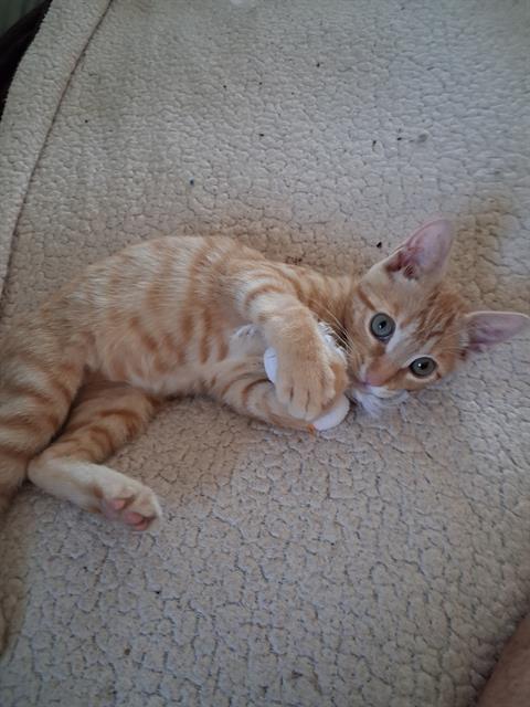 Twix, Domestic Short Hair (medium coat)
