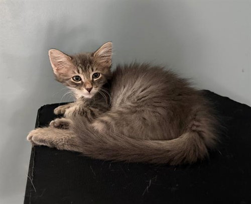 Tiara, Domestic Short Hair (medium coat)
