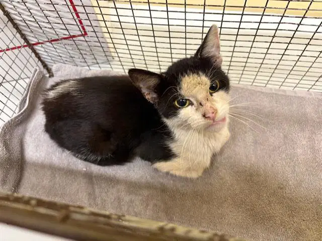 Unknown - Domestic Short Hair