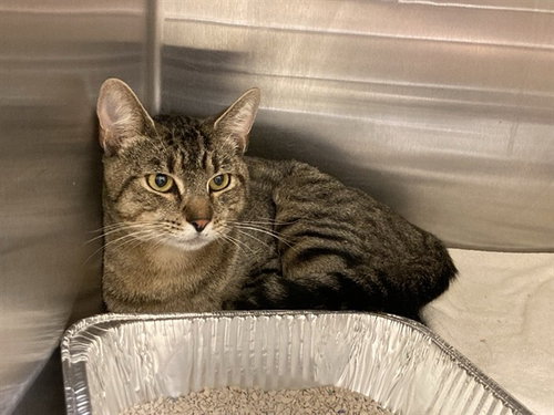 Boo-Dini, Domestic Short Hair (medium coat)