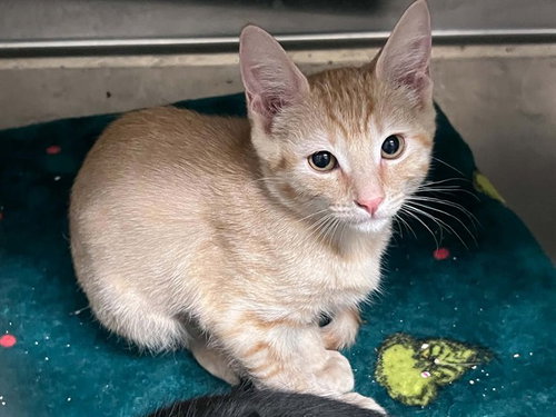 Kai, Domestic Short Hair (medium coat)