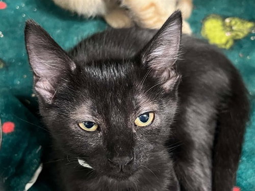 Kona, Domestic Short Hair (medium coat)