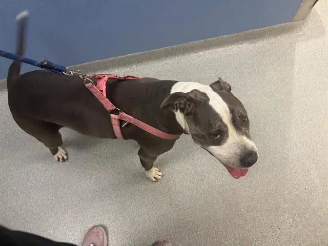 Buttercup - Pit Bull Terrier
