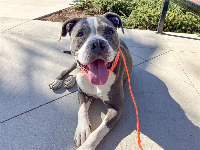 Buttercup - Pit Bull Terrier