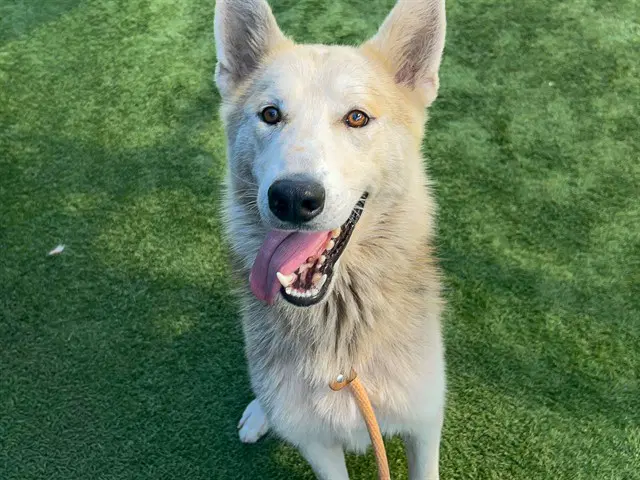 Moti - German Shepherd Dog