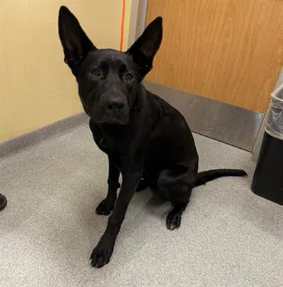 Elvira - German Shepherd Dog
