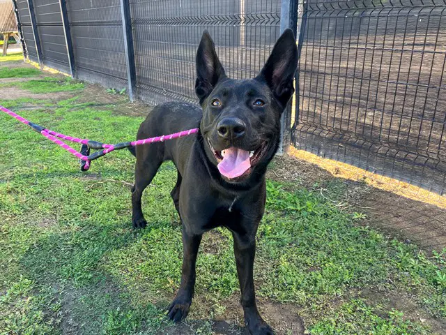Elvira - German Shepherd Dog