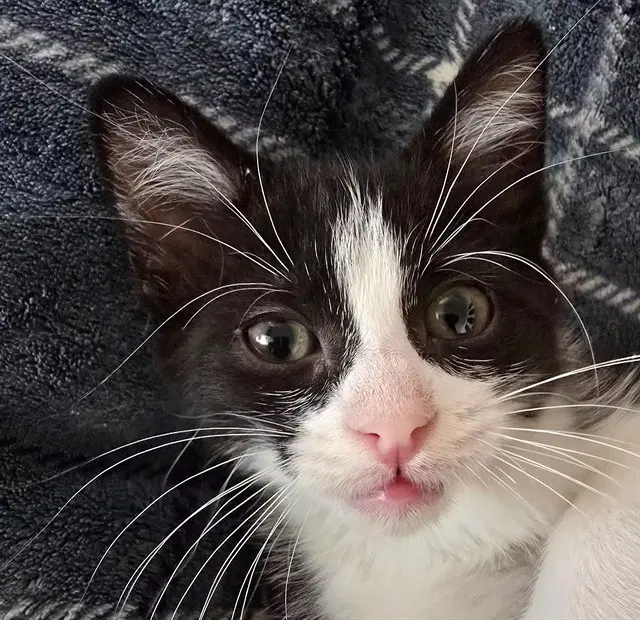 Zach - Domestic Short Hair