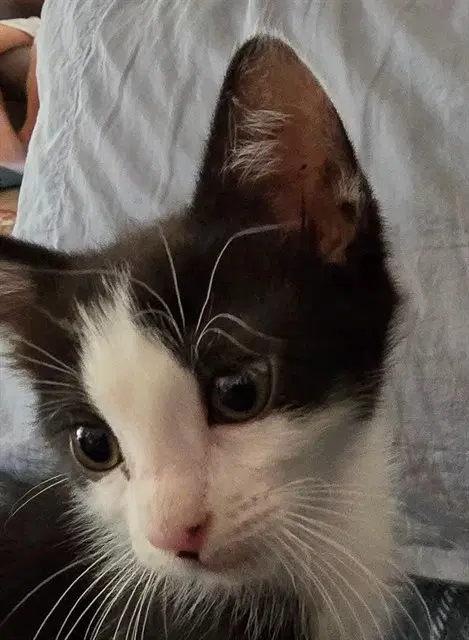 Zoey - Domestic Short Hair