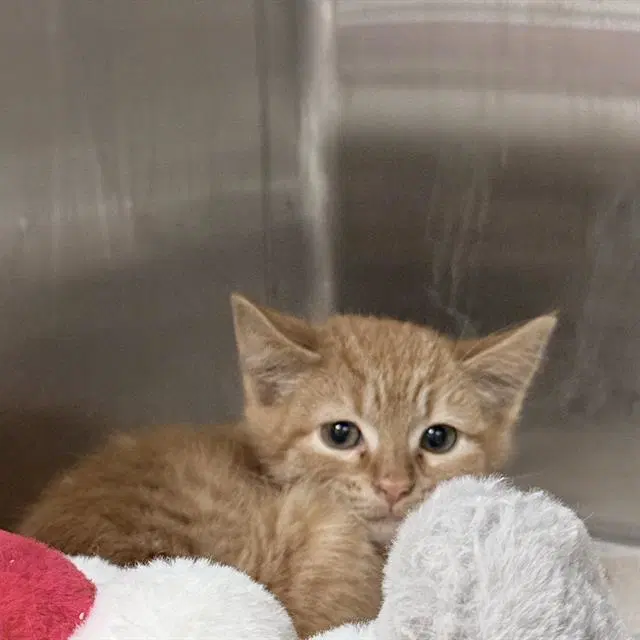 Wanda - Domestic Short Hair