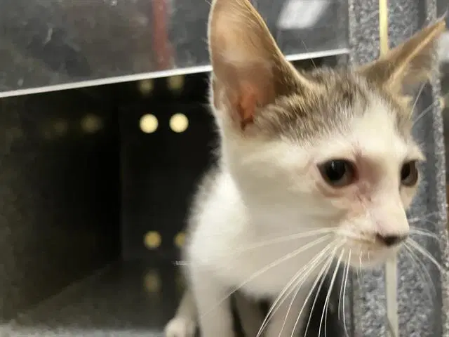 Hannah - Domestic Short Hair