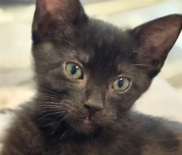 Zorro - Domestic Short Hair