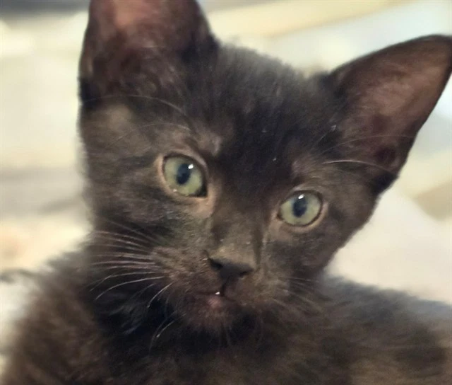 Zorro
