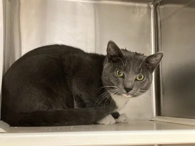 Pastrami - Domestic Short Hair