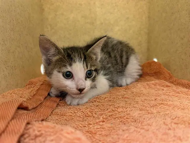 Deftone - Domestic Short Hair