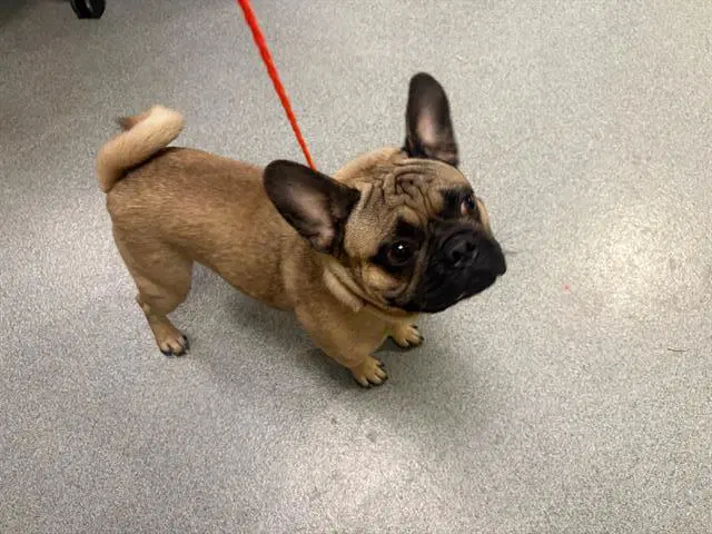 Punchie - French Bulldog
